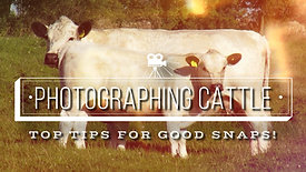 HOW TO | PHOTOGRAPHING CATTLE