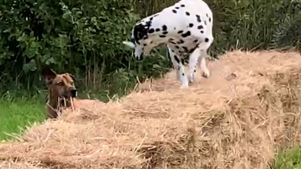 Dogs and Hay Bales