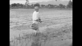 田植え - Rice planting