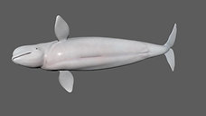 Beluga Whale Waving Animation