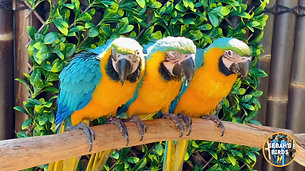 Baby Blue & Gold Macaws
