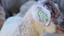 Unkupierte Schafe halten – Digitalisierung und Technik für die Zukunft