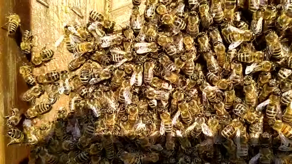 Der Schwänzeltanz der Bienen