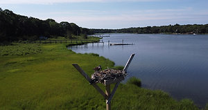 Osprey Nest from a Drone