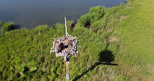 Osprey Nest on East Creek