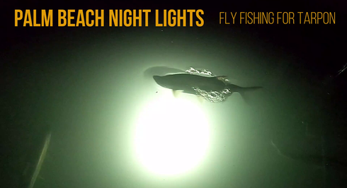 Palm Beach Night Lights