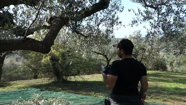 Συγκομιδή ελαιοκάρπου - Olive harvest - LIAKAKOS estate