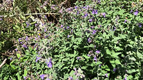 Catmint Nepeta Fassenii - Top 6 Perennial Flower Plant for Honey Bees