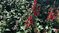 Salvia Darcyi - Top 7 Perennial Flower Plants for Honey Bees