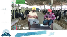 Modern Dairy Farm (Mr.Hardeep singh Dairy Farm) full video | Best Model In Punjab | PDFA | Hf Cow