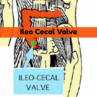 Energy Balancing Ileo Cecal Valve