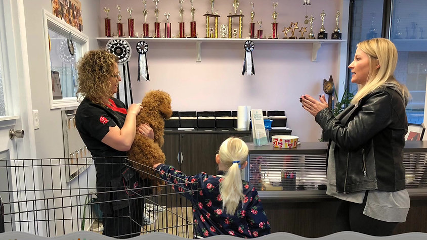Caring Professional Pet Groommers