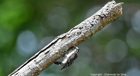 Brown-capped Pygmy Woodpecker2
