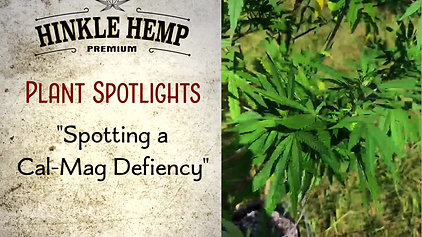 HH Plant Spotlight 'Cal-Mag Deficiency'