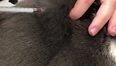 Giving your Pet an injection