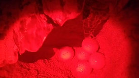 Turtle Nest Defense: Hawksbill Laying Eggs