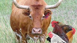Chickens and Cows
