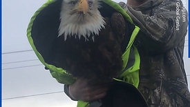 Motorist rescues injured bald eagle in Alaska | Daily Mail