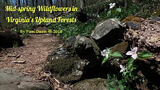Mid-spring Wildflowers in Virginia’s Upland Forests 2018