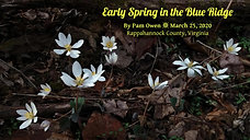 Early Spring in the Blue Ridge 2020