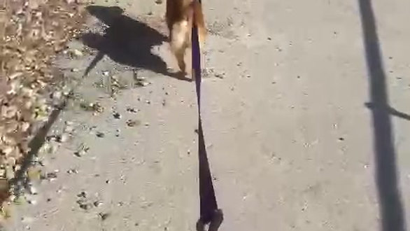 Puppy Walking