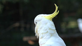 Cockatoo in Dandenong, Australia