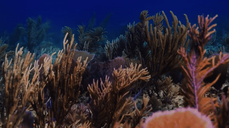 André Musgrove Underwater Cinematography Reel 2021