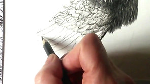 Timelapse drawing adult crow.