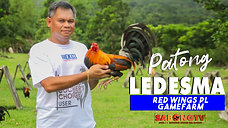 Patong Ledesma ng Red Wings PL Gamefarm for Alagang LDI September 4, 2022