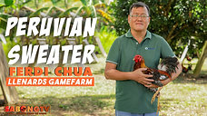 Doc Jun with Mga Peruvian Sweater ng Llenard's Gamefarm October 9, 2022