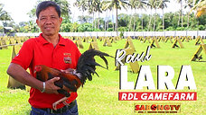 Thunderbird with Jherico at Raul Lara ng RDL Gamefarm September 18, 2022