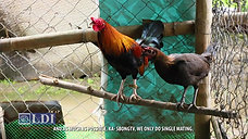 Paggamit ng Matandang Broodcock sa Breeding with LDI Headlines January 8, 2023