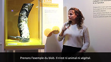 SAM 11/12 + 15/01 à 11h : EXPO "INTELLIGENCES" Visite en LSF par Camille Ollier