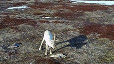 Reindeer calves are killed by eagles