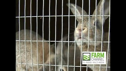Rabbit Farming in Ghana The Farmer Brown Story (Part 1)