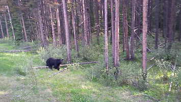 Two foraging Black bears