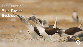 The Dance of Blue-Footed Boobies