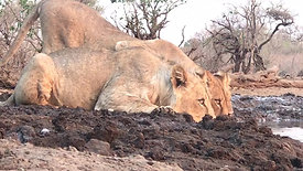 Footage from hide of lions drinking