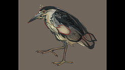 Digital Painting: Night Heron