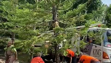 Harvesting Norfolk Pines