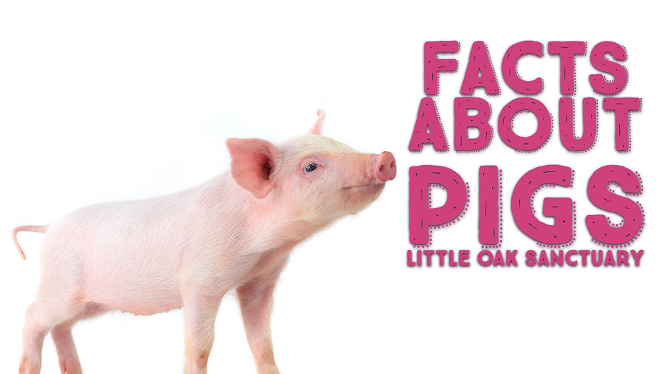 Pig Facts