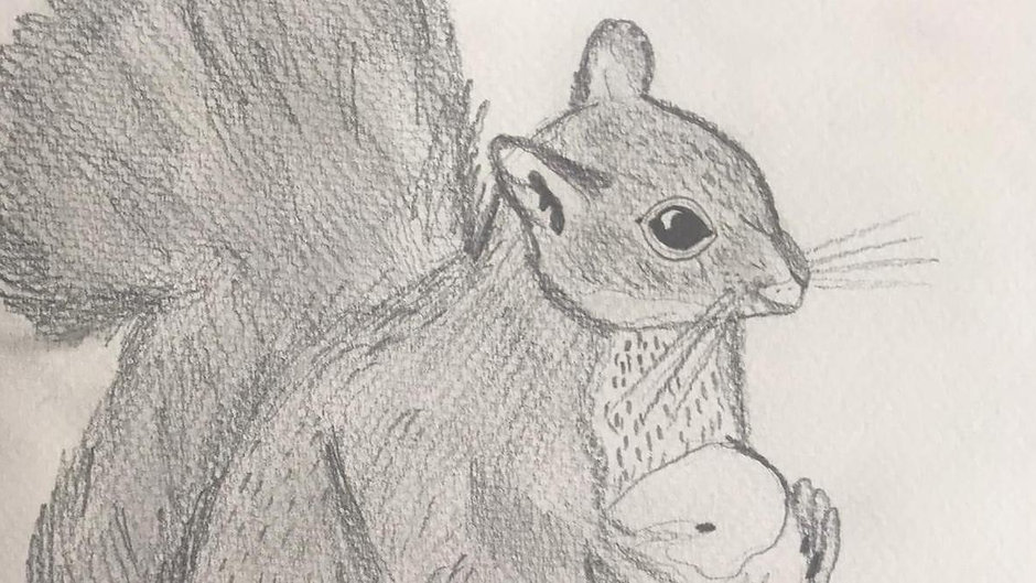 How to Draw a Squirrel
