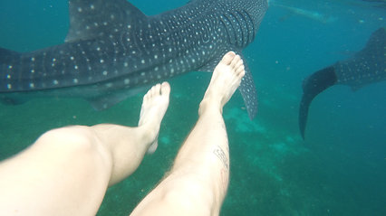 Whale sharks Philippines