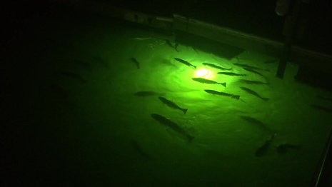 Redfish crushing bait in our 7,900 lumen double lamp kit (must listen)