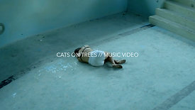 CATS ON TREES // MUSIC VIDEO
