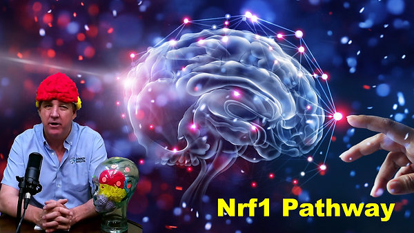 How to increase your energy through the Nrf1 pathway