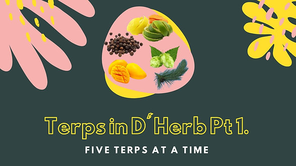 (18+) Terps In D'Herb