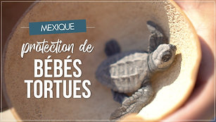 Libération de tortues à Puerto Escondido, Mexique