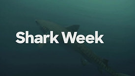Shark Week Welcome Spanish