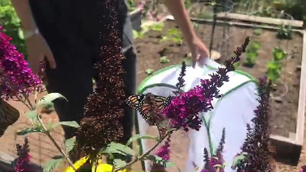 Wild Monarch Butterfly Release